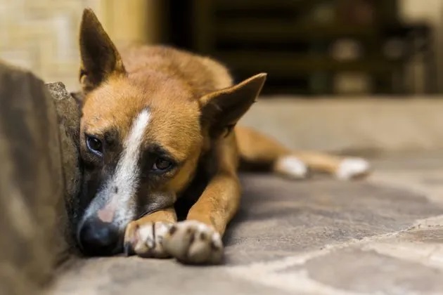 Projeto de Chió: Assembleia Legislativa aprova Projeto de Lei que cria Selo Empresa Amiga dos Animais na Paraíba